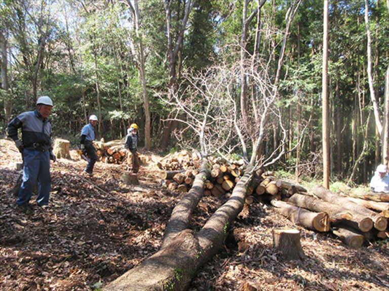 立木伐採